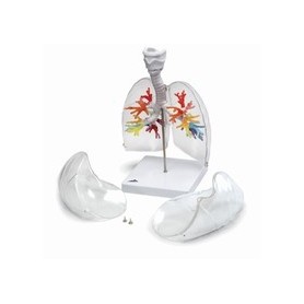 CT - Arbre bronchique avec larynx et poumon transparent 