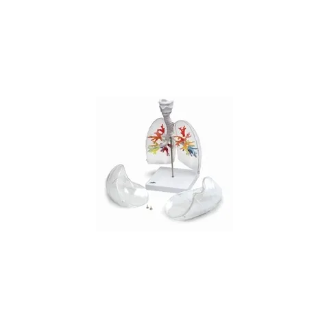 CT - Arbre bronchique avec larynx et poumon transparent