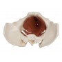 Plancher pelvien de femme, 12 pièces