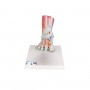 Modèle de squelette du pied avec ligaments et muscles M34/1