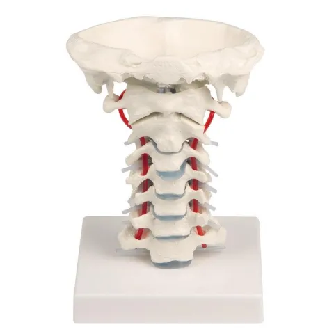 Vertèbres cervicales avec support