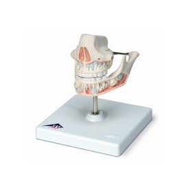 Dentition de lait 