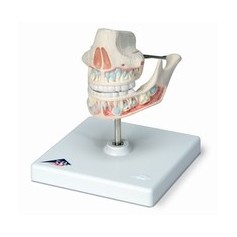 Dentition de lait 