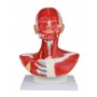 Musculature de la tête, du cou et du thorax, 1 partie