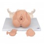 Squelette du bassin féminin avec organes génitaux, en 3 parties, peau foncée - 3B Smart Anatomy