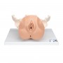 Squelette du bassin féminin avec organes génitaux, en 3 parties, peau foncée - 3B Smart Anatomy