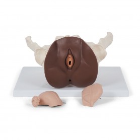 Squelette du bassin féminin avec organes génitaux, en 3 parties, peau foncée - 3B Smart Anatomy