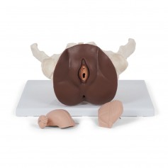 Squelette du bassin féminin avec organes génitaux, en 3 parties, peau foncée - 3B Smart Anatomy