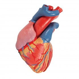 Modèle de cœur magnétique, taille naturelle, 5 pièces - 3B Smart Anatomy (sur socle)