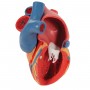 Modèle de cœur magnétique, taille naturelle, 5 pièces - 3B Smart Anatomy (sur socle)