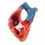 Modèle de cœur magnétique, taille naturelle, 5 pièces - 3B Smart Anatomy (sur socle)