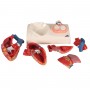 Modèle de cœur magnétique, taille naturelle, 5 pièces - 3B Smart Anatomy (sur socle)