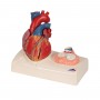 Modèle de cœur magnétique, taille naturelle, 5 pièces - 3B Smart Anatomy (sur socle)