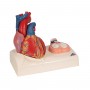 Modèle de cœur magnétique, taille naturelle, 5 pièces - 3B Smart Anatomy (sur socle)