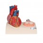 Modèle de cœur magnétique, taille naturelle, 5 pièces - 3B Smart Anatomy (sur socle)