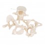 5 Vertèbres - 3B Smart Anatomy