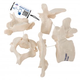 5 Vertèbres - 3B Smart Anatomy