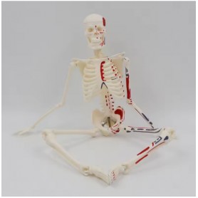 Mini squelette anatomique humain 45cm avec insertion musculaire