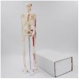 Mini squelette anatomique humain 45cm avec insertion musculaire