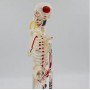 Mini squelette anatomique humain 45cm avec insertion musculaire