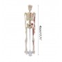 Mini squelette anatomique humain 45cm avec insertion musculaire