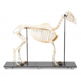 Squelette de cheval (Equus ferus caballus), mâle, modèle prêparê