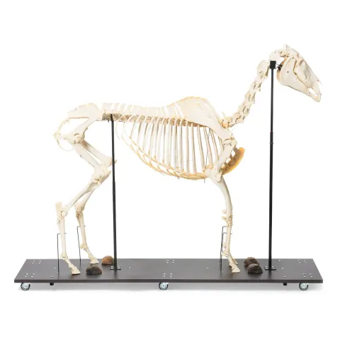 Squelette de cheval (Equus ferus caballus), mâle, modèle prêparê