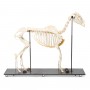 Squelette de cheval (Equus ferus caballus), mâle, modèle prêparê