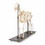 Squelette de cheval (Equus ferus caballus), mâle, modèle prêparê