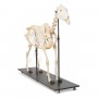 Squelette de cheval (Equus ferus caballus), mâle, modèle prêparê
