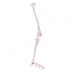 Modèle de squelette de jambe Heine scientific