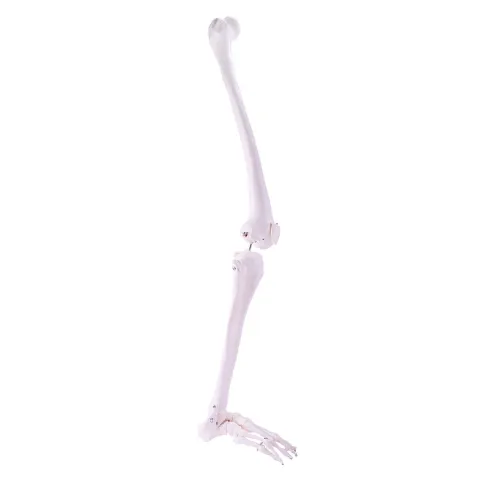 Modèle de squelette de jambe Heine scientific