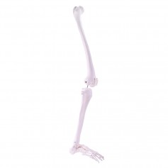 Modèle de squelette de jambe Heine scientific