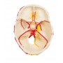 Crâne neurovasculaire avec cerveau – Erler Zimmer