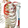 Squelette humain taille réelle avec muscles peints, sur support