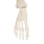 Mini-squelette humain "Shorty", sur socle