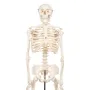 Mini-squelette humain "Shorty", sur socle