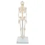 Mini-squelette humain "Shorty", sur socle