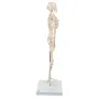 Mini-squelette humain "Shorty", sur socle