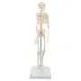 Mini-squelette humain "Shorty", sur socle