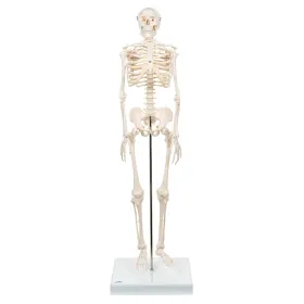 Mini-squelette humain "Shorty", sur socle