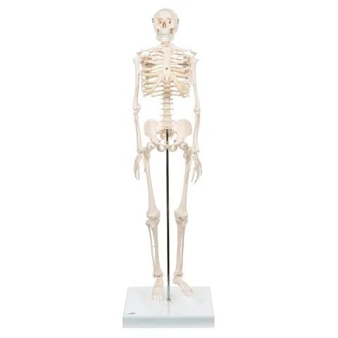 Mini-squelette humain "Shorty", sur socle