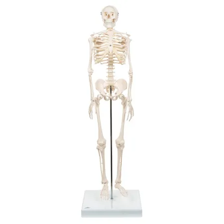 Mini-squelette humain "Shorty", sur socle