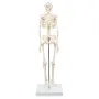 Mini-squelette humain "Shorty", sur socle