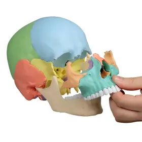 Crâne articulé version didactique en 22 pièces Erler zimmer