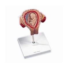 Modèle de fœtus à 3 mois