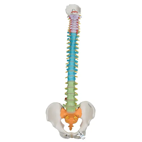 Colonne vertébrale flexible didactique 3B Scientific A58/8