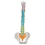 Colonne vertébrale flexible didactique 3B Scientific A58/8
