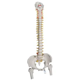 Colonne vertébrale flexible a59/2 pour la forte sollicitation