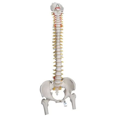 Colonne vertébrale flexible a59/2 pour la forte sollicitation